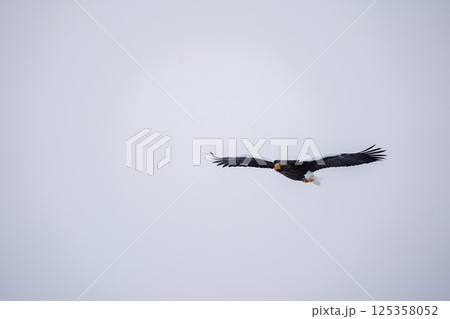 大空を舞うオオワシ-Steller's sea eagle soaring in the sky- 大空を舞うオオワシ-Steller's sea eagle soaring in the sky- 125358052