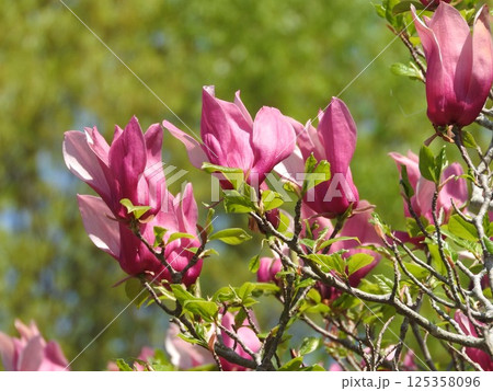 シモクレンの花 シモクレンの花 125358096