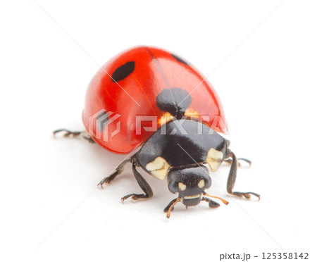 Ladybug on white background Ladybug on white background 125358142