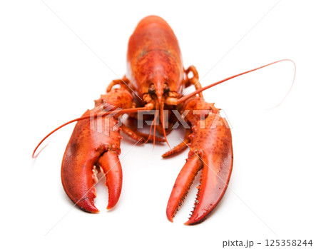 Red lobster on white background Red lobster on white background 125358244