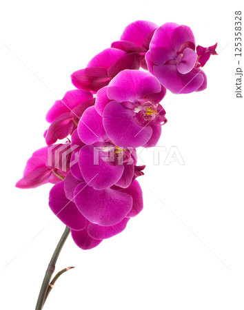 Pink orchid on white 125358328