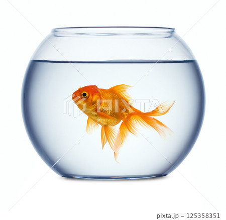 Goldfish in a fishbowl Goldfish in a fishbowl 125358351