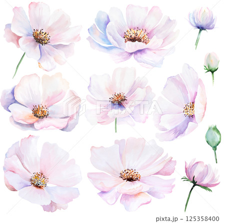 Watercolor pink blush peony flowers isolated illustration, pastel romantic floral wedding element Watercolor pink blush peony flowers isolated illustration, pastel romantic floral wedding element 125358400