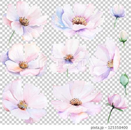 Watercolor pink blush peony flowers isolated illustration, pastel romantic floral wedding element Watercolor pink blush peony flowers isolated illustration, pastel romantic floral wedding element 125358400