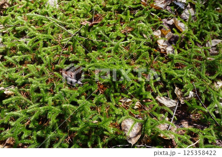 ヒカゲノカズラ科のシダ植物「ミズスギ」 125358422