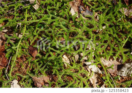 ヒカゲノカズラ科のシダ植物「ミズスギ」 125358423