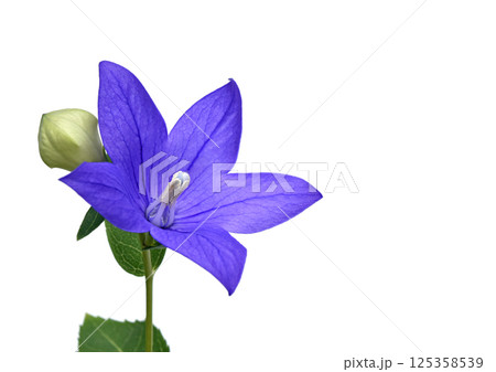 桔梗の花 　秋の七草のひとつ　A3（fix撮影） 125358539
