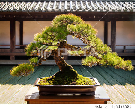 盆栽 125358589