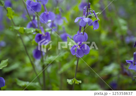 雨の日のムラサキハナナ 125358637
