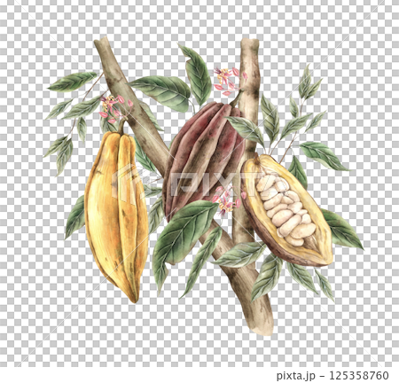 Cocoa tree, brown and yellow fruits growing whole and halves, leaves and pink flowers. Hand drawn watercolor illustration, suitable for food packaging design, chocolate branding, organic products. Cocoa tree, brown and yellow fruits growing whole and halves, leaves and pink flowers. Hand drawn watercolor illustration, suitable for food packaging design, chocolate branding, organic products. 125358760