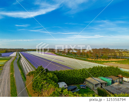 A vibrant tulip field in full bloom stretches across the foreground, with a greenhouse nearby. In the distance, farmland and a small town sit beneath a vast, clear blue sky. A vibrant tulip field in full bloom stretches across the foreground, with a greenhouse nearby. In the distance, farmland and a small town sit beneath a vast, clear blue sky. 125358794