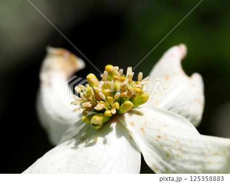 水滴のついた白いハナミズキの花序(日ざしの中の花水木の黄色い花のクローズアップ) 水滴のついた白いハナミズキの花序(日ざしの中の花水木の黄色い花のクローズアップ) 125358883
