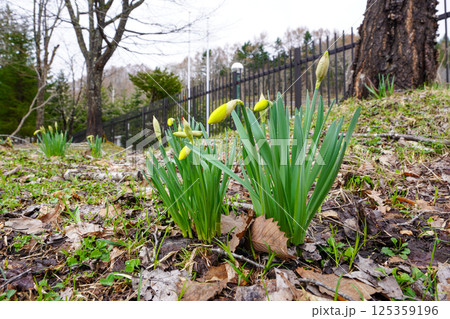 水仙のつぼみ 125359196