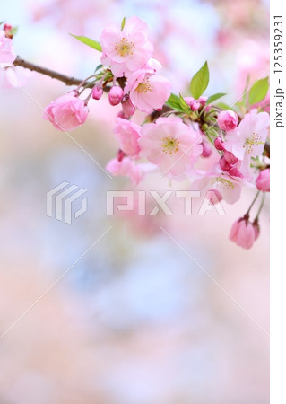 淡いピンクの思川桜のクローズアップ 【背景ボケ】 【背景ぼかし】 125359231