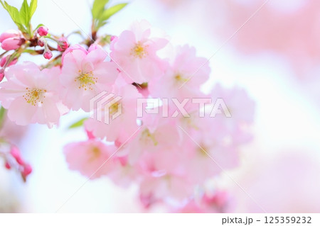 淡いピンクの思川桜のクローズアップ 【空背景】 淡いピンクの思川桜のクローズアップ 【空背景】 125359232