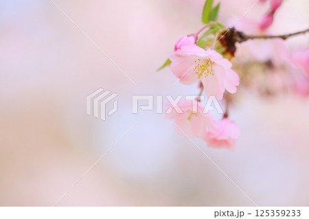 淡いピンクの思川桜のクローズアップ 【背景ボケ】 【背景ぼかし】 125359233