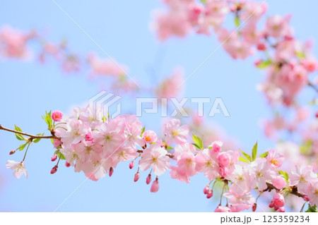 淡いピンクの思川桜 【青空背景】 【空背景】 淡いピンクの思川桜 【青空背景】 【空背景】 125359234