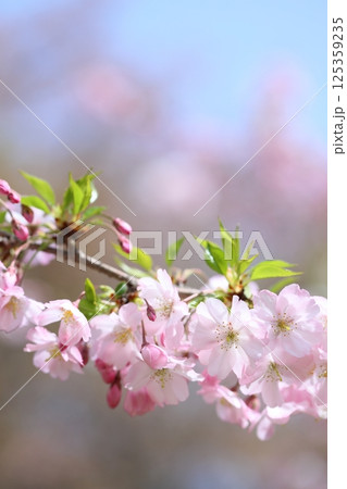 淡いピンクの思川桜のクローズアップ 【背景ボケ】 【背景ぼかし】 淡いピンクの思川桜のクローズアップ 【背景ボケ】 【背景ぼかし】 125359235