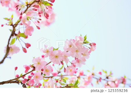 淡いピンクの思川桜 【青空背景】 【空背景】 125359236