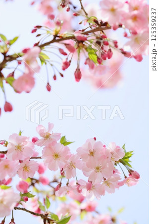 淡いピンクの思川桜 【青空背景】 【空背景】 淡いピンクの思川桜 【青空背景】 【空背景】 125359237