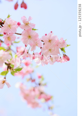 淡いピンクの思川桜のクローズアップ 【青空背景】 【空背景】 淡いピンクの思川桜のクローズアップ 【青空背景】 【空背景】 125359238