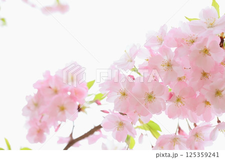 淡いピンクの思川桜のクローズアップ 【白背景】 【空背景】 125359241