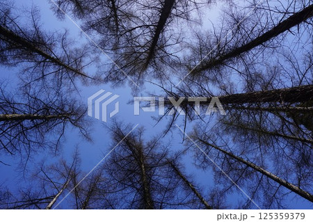 森のイメージ 森のイメージ 125359379