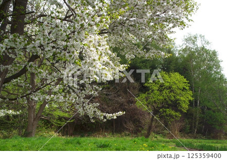爽やかな春の風景 爽やかな春の風景 125359400