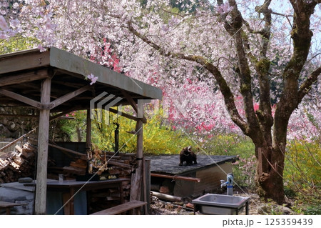 久喜の山里でお花見 (高知県 仁淀川町) 久喜の山里でお花見 (高知県 仁淀川町) 125359439