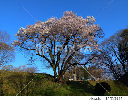 埼玉県大里郡寄居町鉢形　鉢形城の朝一番の氏邦桜（うじくにざくら） 125359454