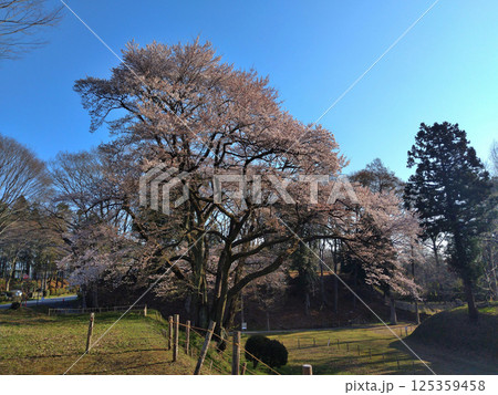 埼玉県大里郡寄居町鉢形　鉢形城の朝一番の氏邦桜（うじくにざくら） 125359458