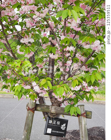 鎌足桜（木更津市） 125359511