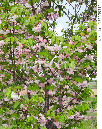 鎌足桜(木更津市) 鎌足桜(木更津市) 125359512