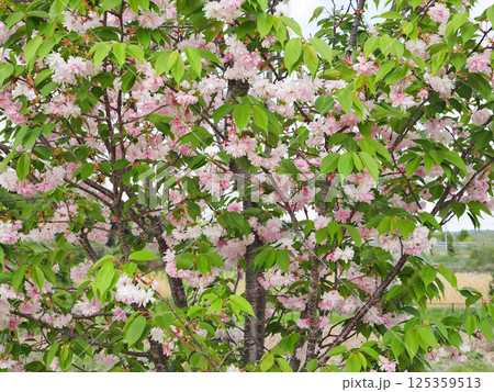 鎌足桜（木更津市） 125359513