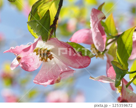 水滴をつけたピンクのハナミズキの花（木漏れ日の中のアメリカヤマボウシ） 125359672