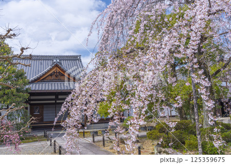 京都　上品蓮台寺　玄関前の満開の枝垂れ桜 125359675
