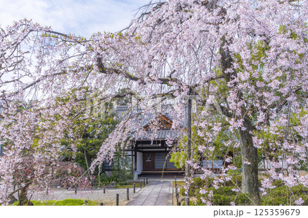 京都　上品蓮台寺　玄関前の満開の枝垂れ桜 125359679