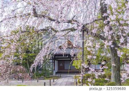 京都 上品蓮台寺 玄関前の満開の枝垂れ桜 京都 上品蓮台寺 玄関前の満開の枝垂れ桜 125359680