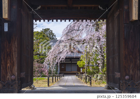 京都 上品蓮台寺 山門から見える玄関前の満開の枝垂れ桜 京都 上品蓮台寺 山門から見える玄関前の満開の枝垂れ桜 125359684