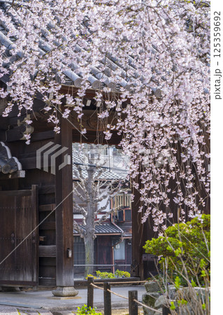 京都 上品蓮台寺 山門と満開の枝垂れ桜 京都 上品蓮台寺 山門と満開の枝垂れ桜 125359692