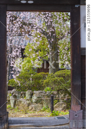 京都　上品蓮台寺　山門から見える玄関前の満開の枝垂れ桜 125359696