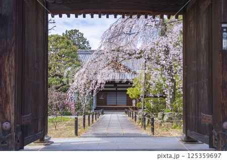 京都　上品蓮台寺　山門から見える玄関前の満開の枝垂れ桜 125359697