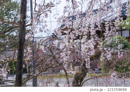 京都 上品蓮台寺 玄関前の満開の枝垂れ桜 京都 上品蓮台寺 玄関前の満開の枝垂れ桜 125359698