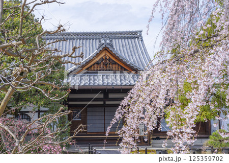 京都 上品蓮台寺 玄関前の満開の枝垂れ桜 京都 上品蓮台寺 玄関前の満開の枝垂れ桜 125359702