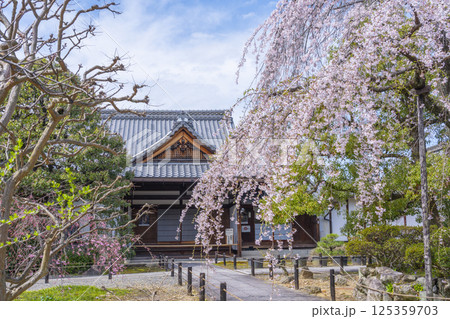 京都 上品蓮台寺 玄関前の満開の枝垂れ桜 京都 上品蓮台寺 玄関前の満開の枝垂れ桜 125359703