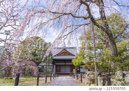 京都 上品蓮台寺 玄関前の満開の枝垂れ桜 京都 上品蓮台寺 玄関前の満開の枝垂れ桜 125359705