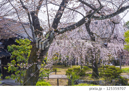 京都 上品蓮台寺 玄関前の満開の枝垂れ桜 京都 上品蓮台寺 玄関前の満開の枝垂れ桜 125359707