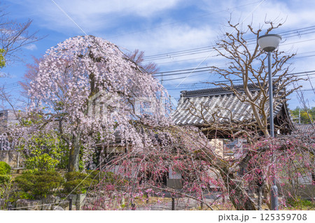 京都　上品蓮台寺　玄関前の満開の枝垂れ桜 125359708