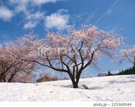 魚沼市福山峠の雪上桜 魚沼市福山峠の雪上桜 125360044
