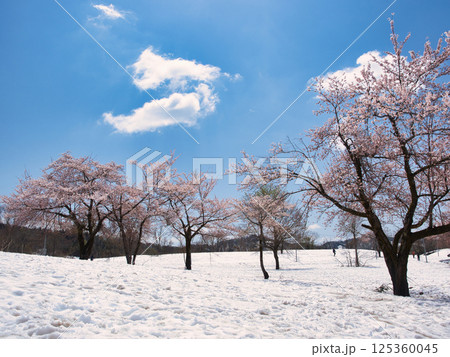 魚沼市福山峠の雪上桜 125360045